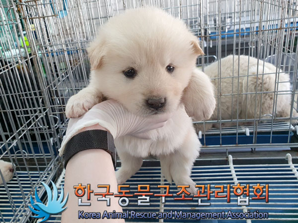 한국동물구조관리협회_441406202300573